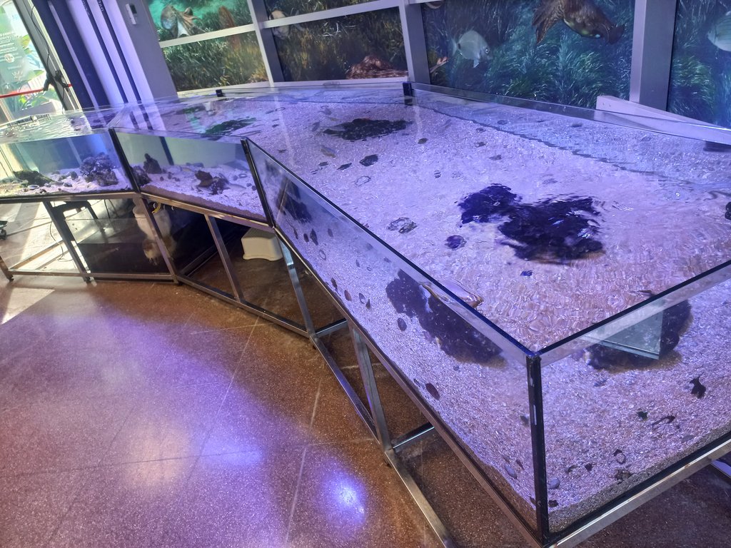 Vitrines a alçada adequada.