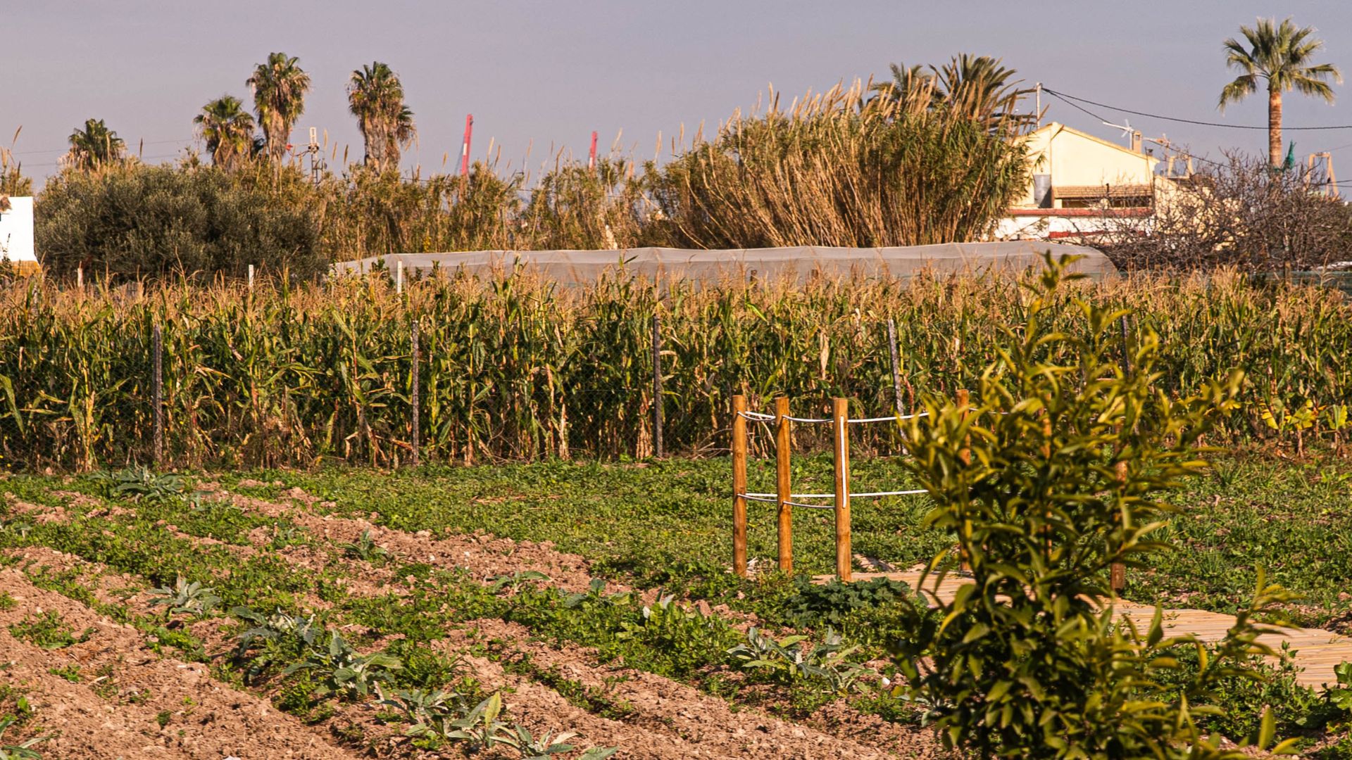 Restaurante Maravella Valencia