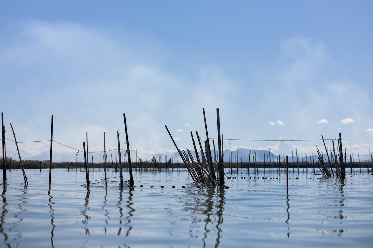 Celebra el Día de los Humedales en L’Albufera de València