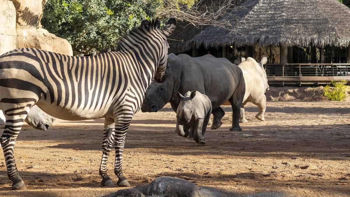 Ven a Bioparc a València esta Semana Santa