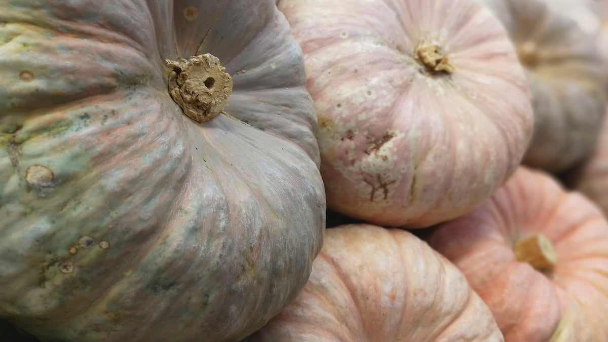 Fiesta de la Calabaza en València