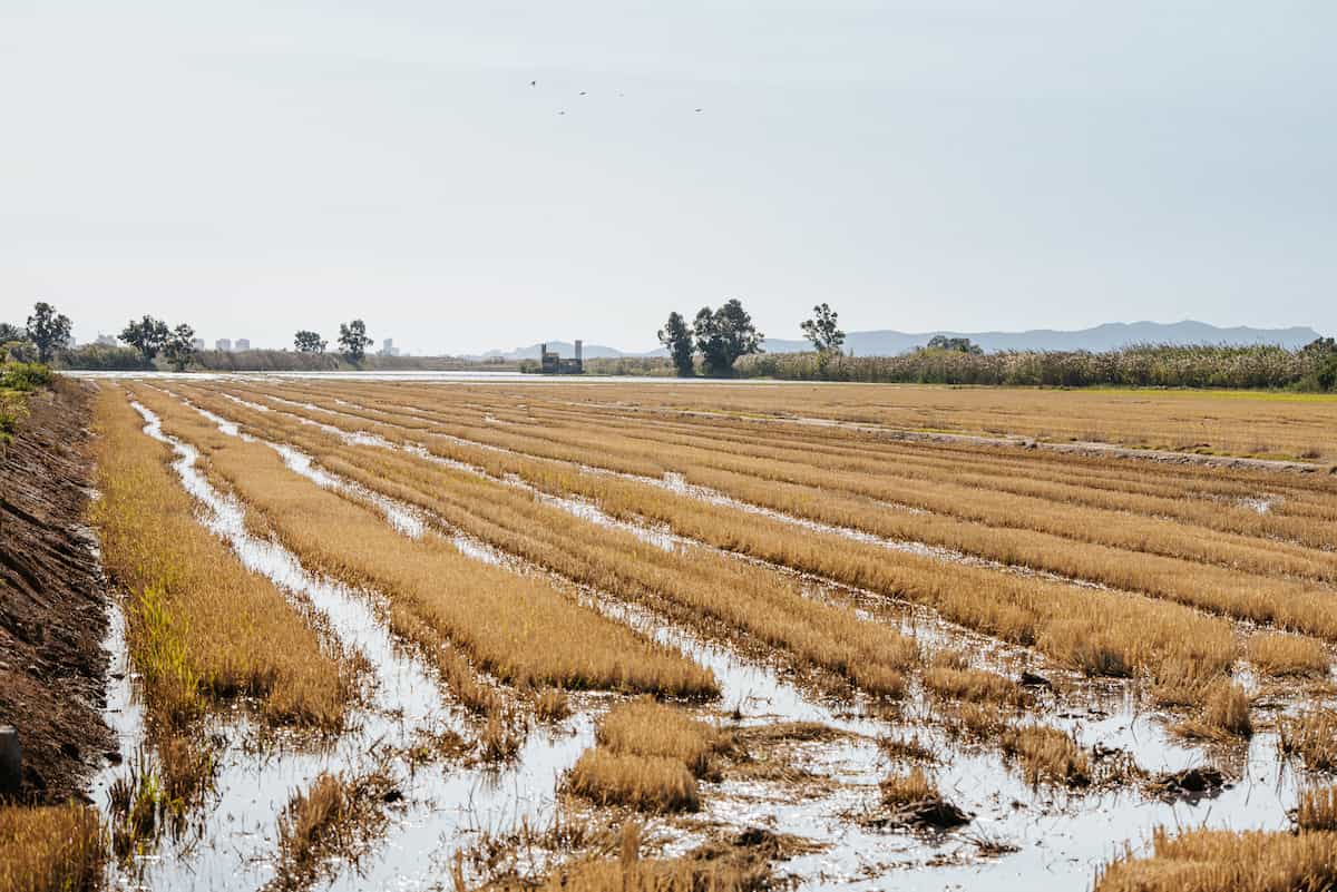 Reapertura de la reserva natural Tancat de la Pipa en València