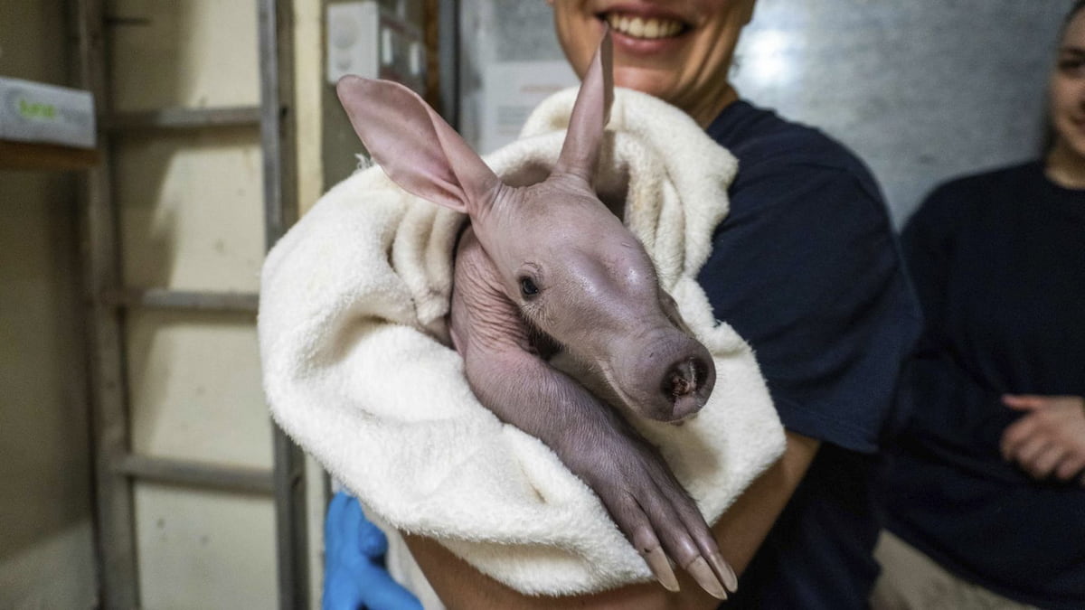 Ven a Bioparc a València esta Semana Santa