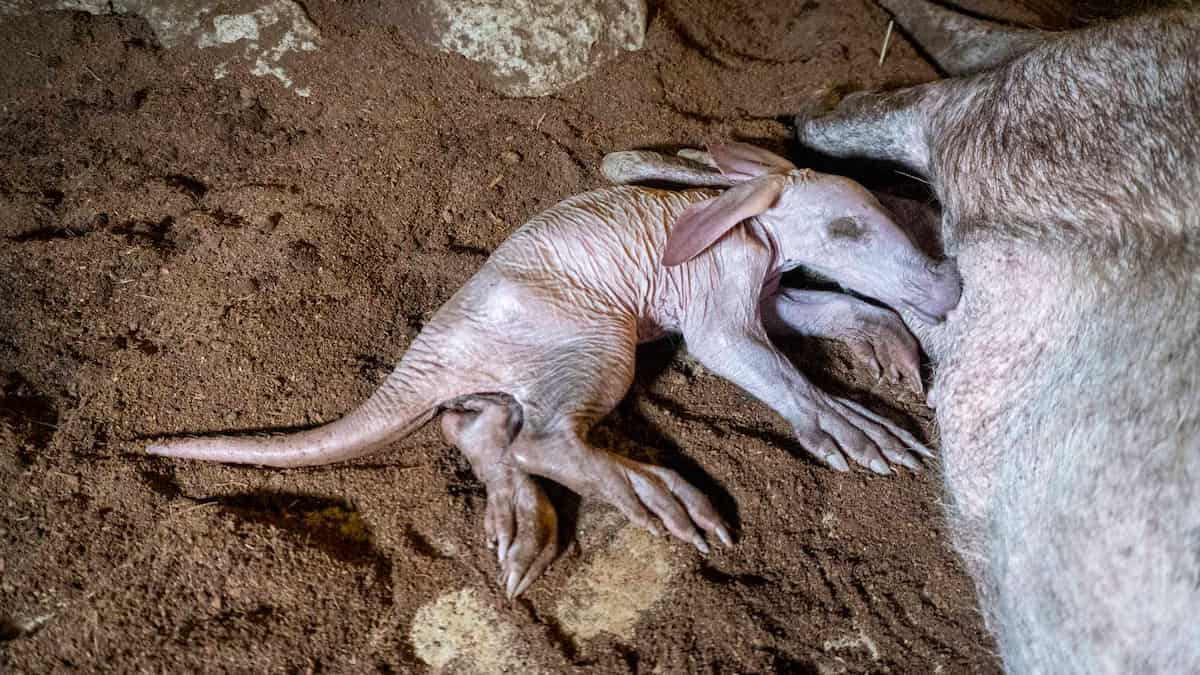 Ven a Bioparc a València esta Semana Santa