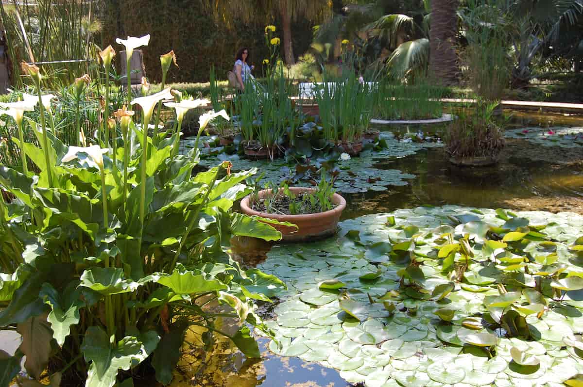 Visita totalmente gratis el Jardí Botànic de València