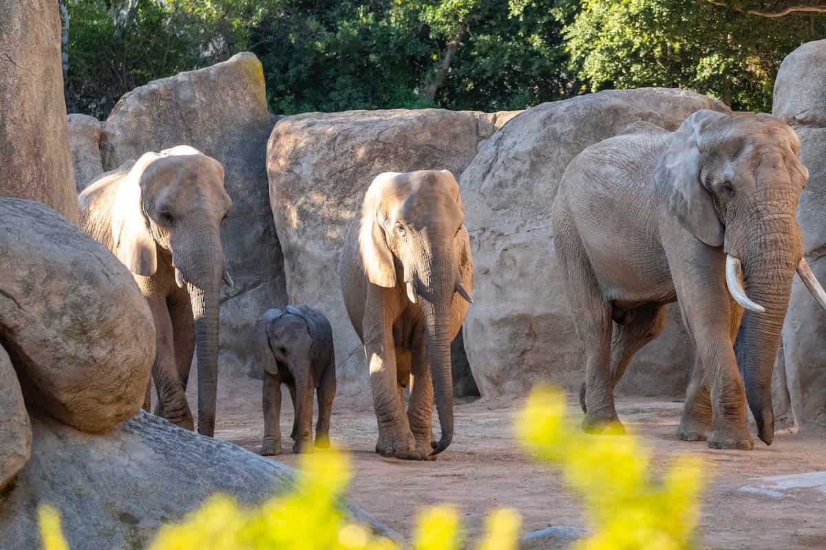 Promoción veraniega de BIOPARC València