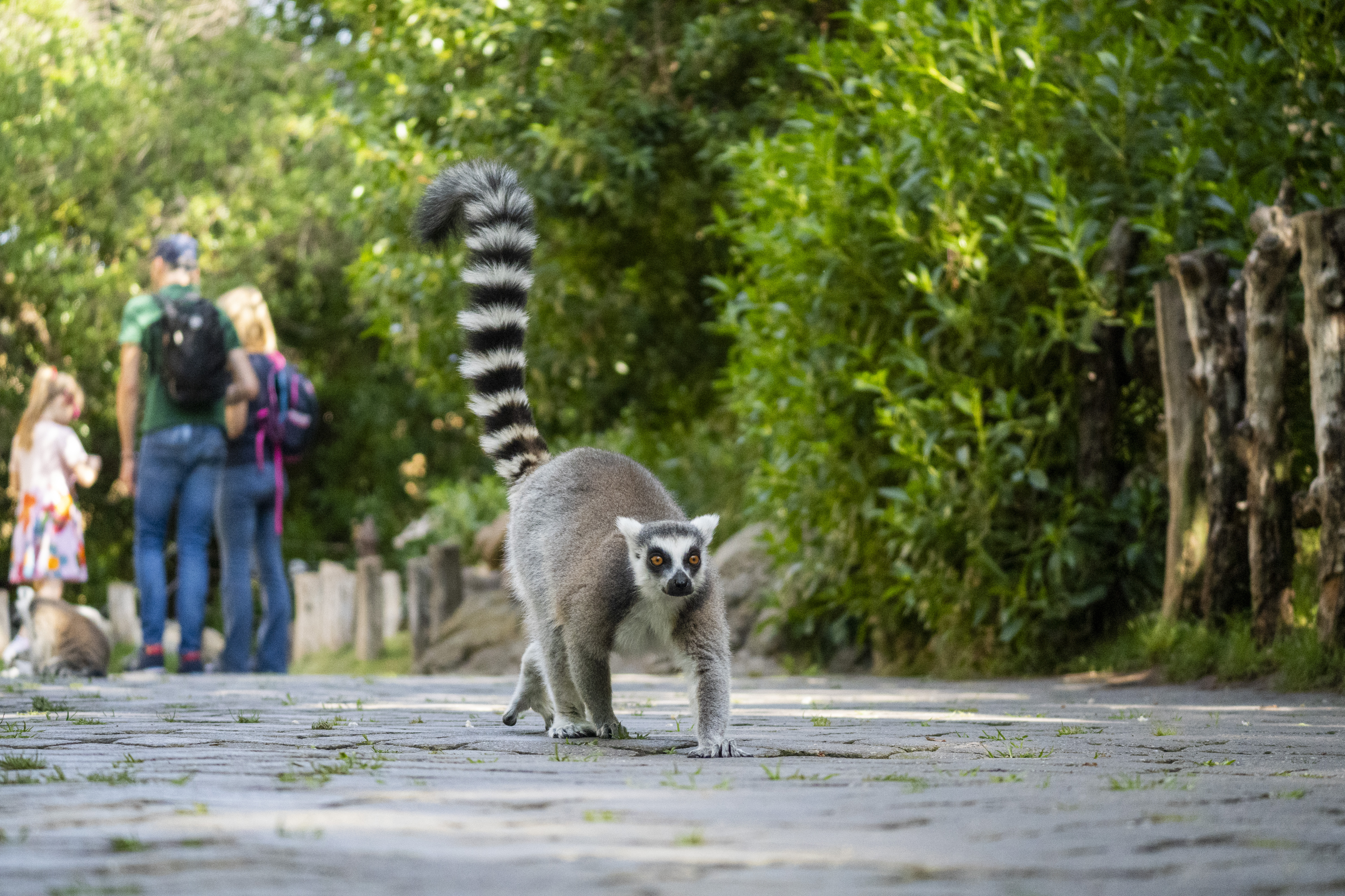Bioparc Valencia