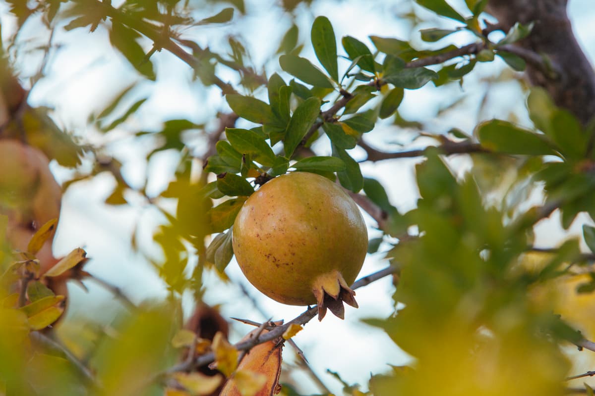 Mercafestes en los mercados municipales de València