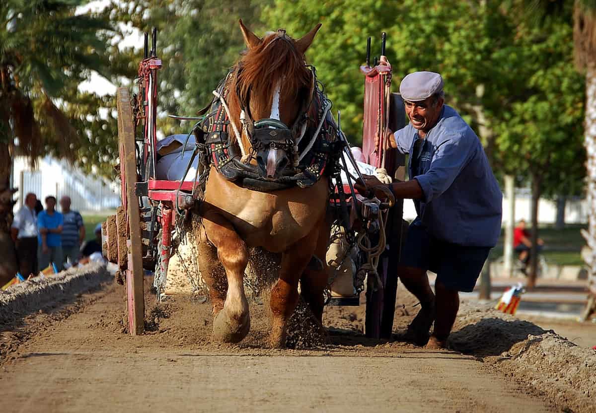 Concurso «Tir i Arrossegament» en València