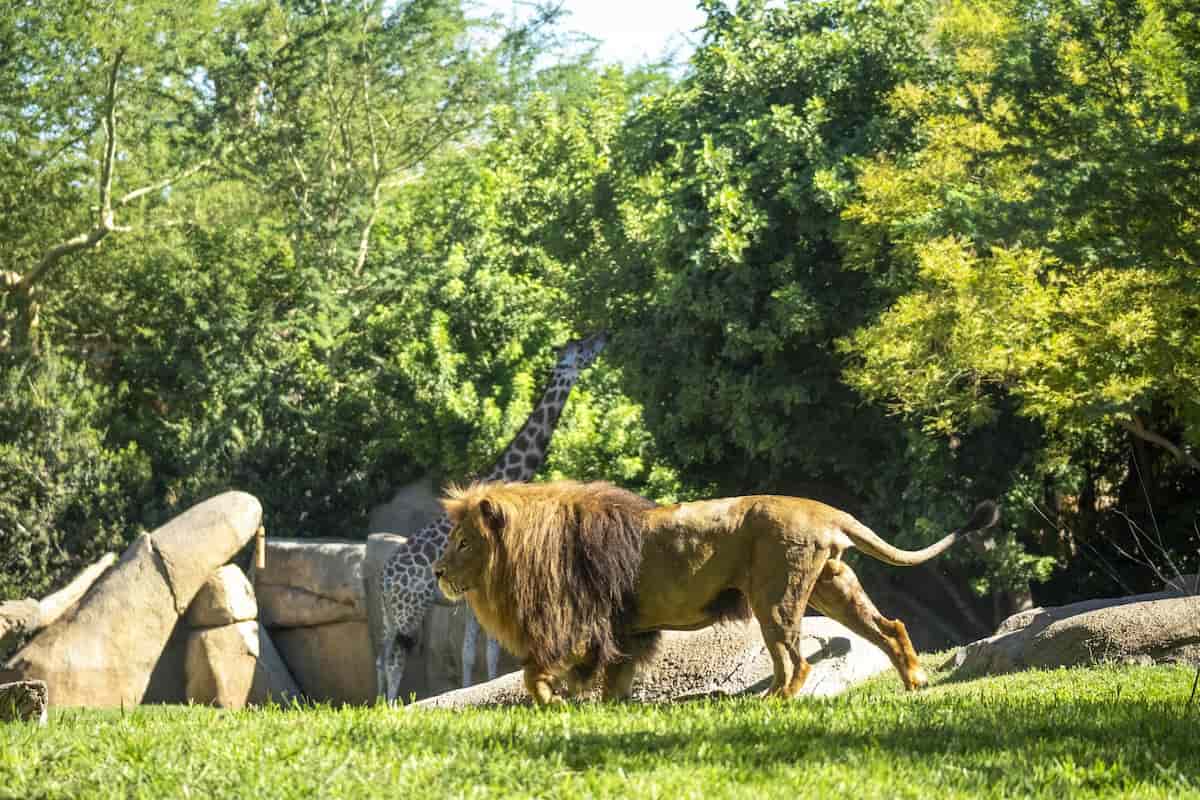 Promoción «BIOnadal» en BIOPARC València 