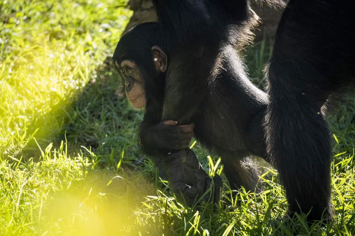 Ven a conocer al nuevo chimpancé de BIOPARC València