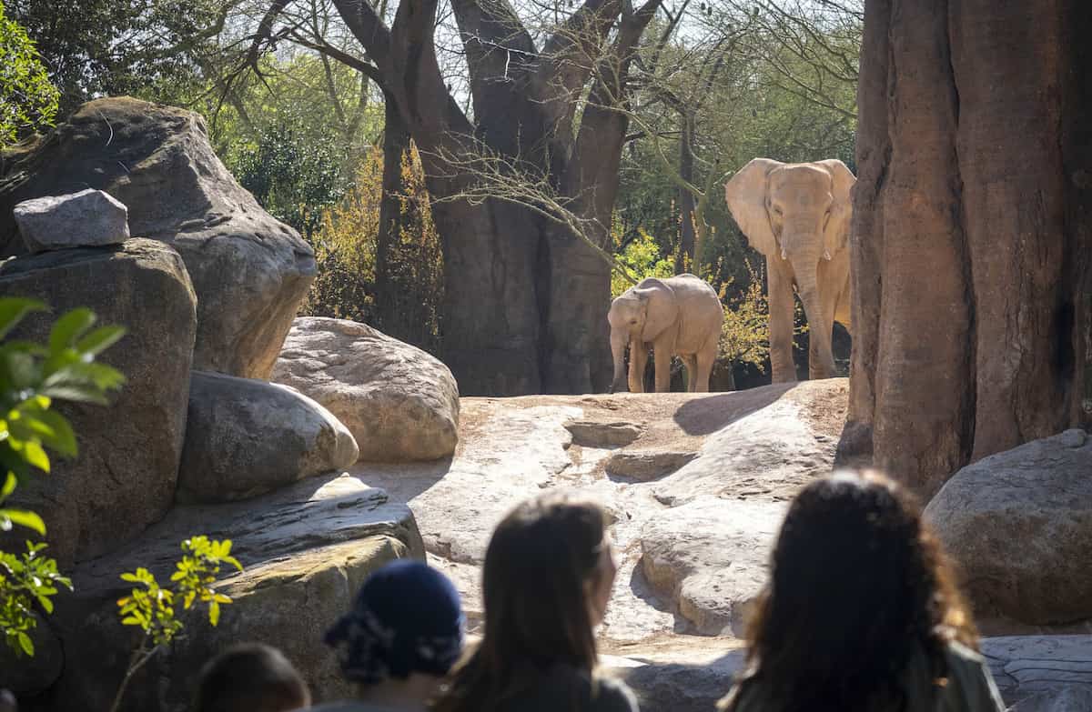 BIOPARC València celebra su 18º aniversario
