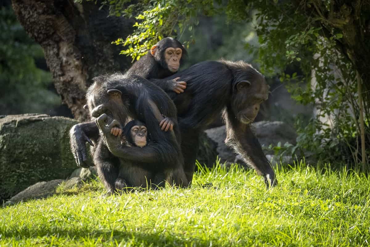 Ven a conocer al nuevo chimpancé de BIOPARC València