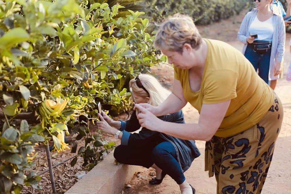 Taller de vermouth y visita guiada a Huerto Ribera en València