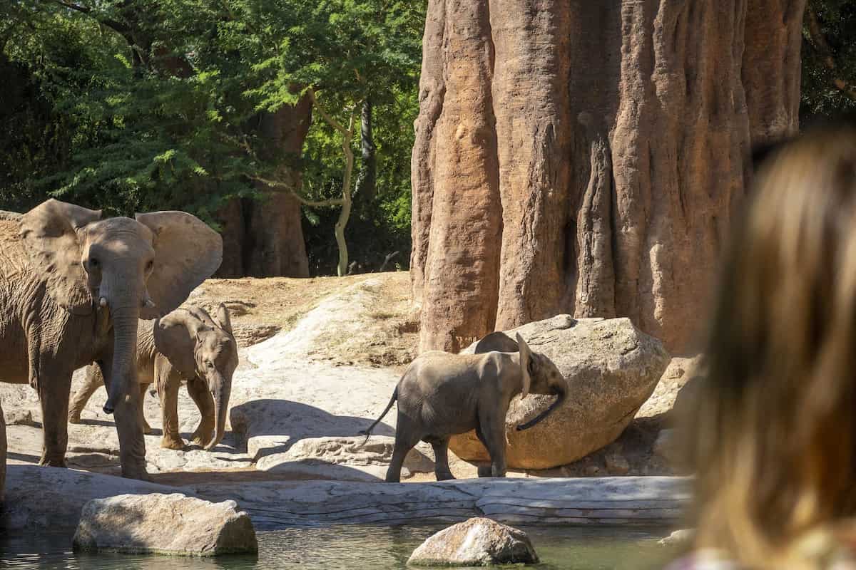Promoción «BIOnadal» en BIOPARC València 