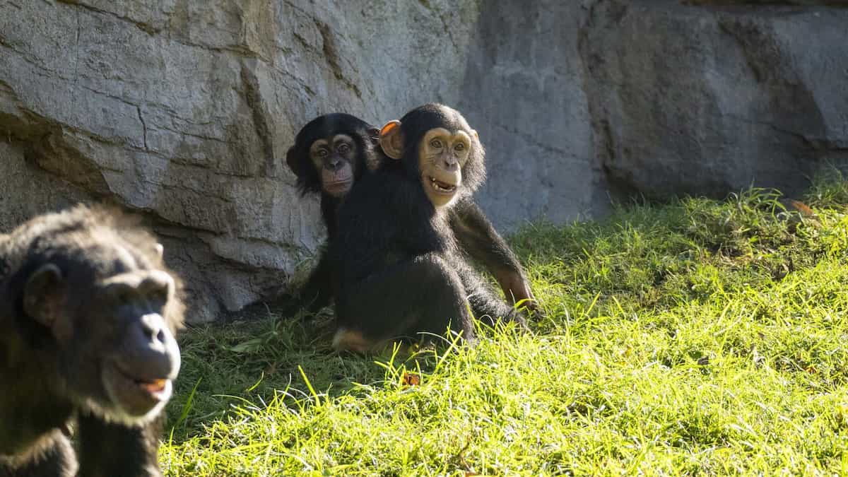 Ven a conocer al nuevo chimpancé de BIOPARC València