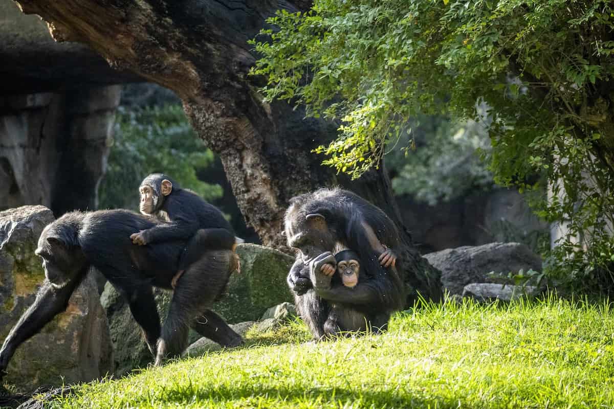 Ven a conocer al nuevo chimpancé de BIOPARC València