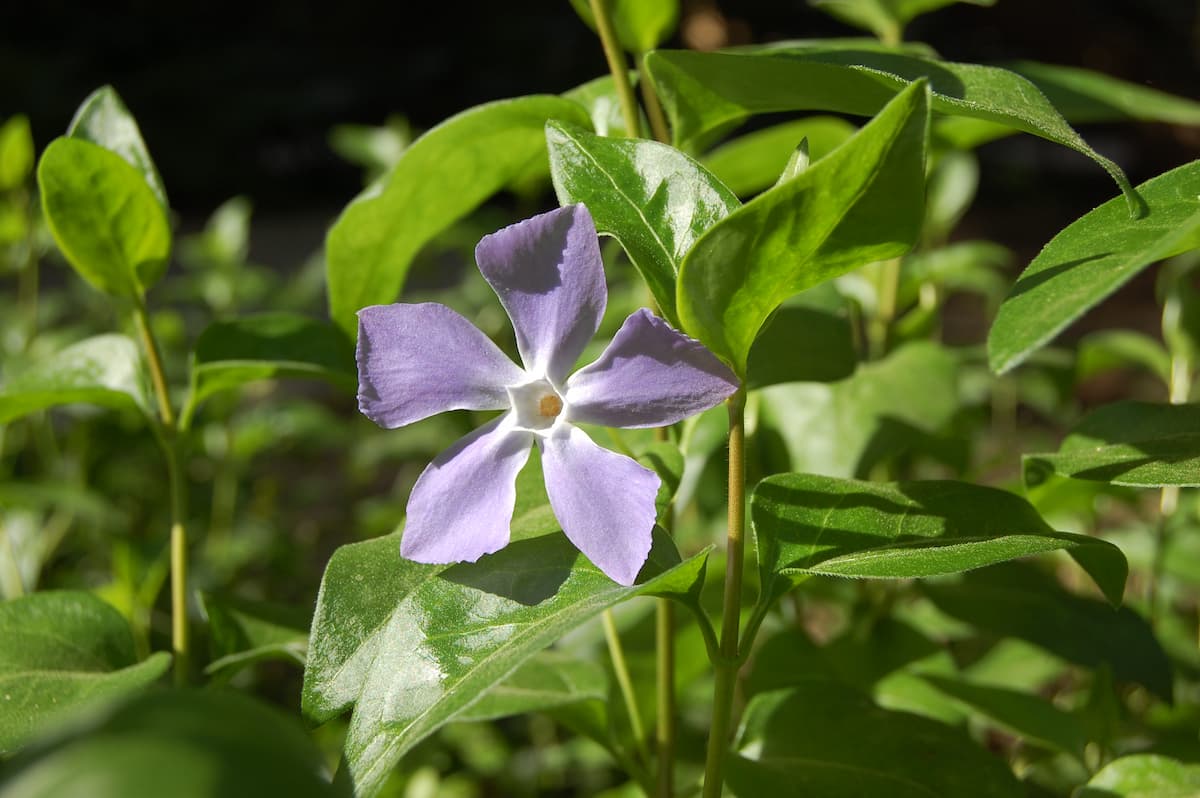 Visita totalmente gratis el Jardí Botànic de València