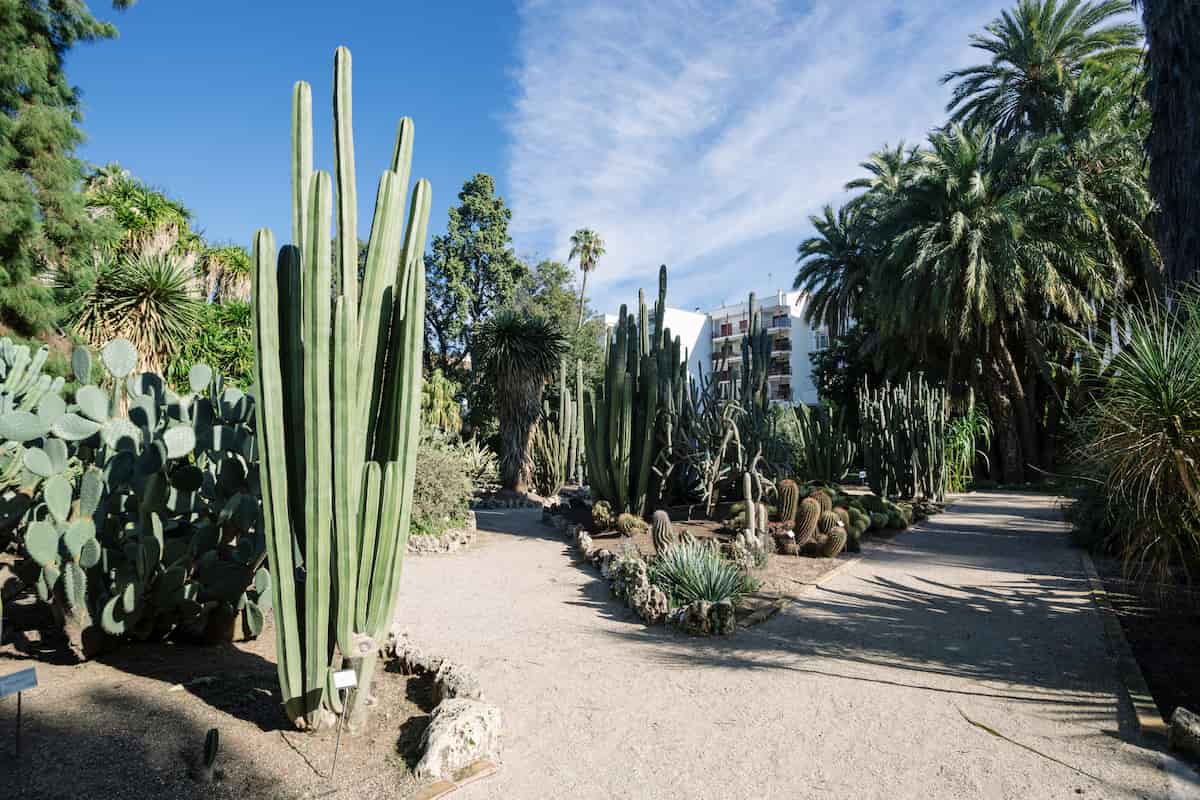 Visitas guiadas por el Jardín Botánico de València