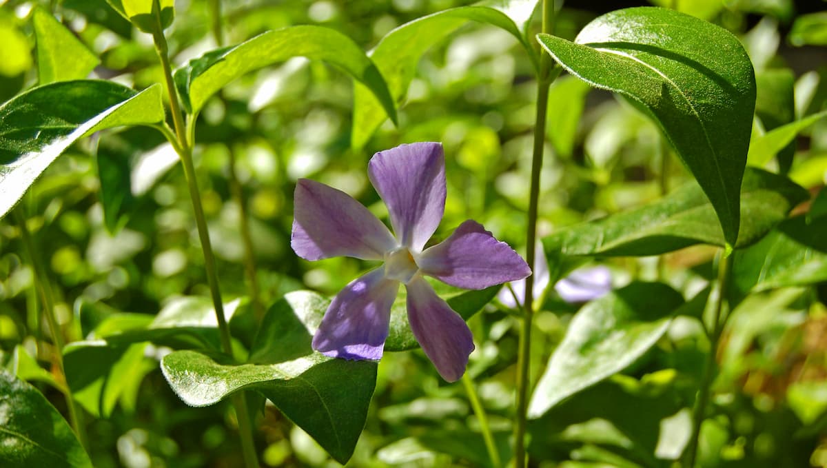 Visitas guiadas por el Jardín Botánico de València