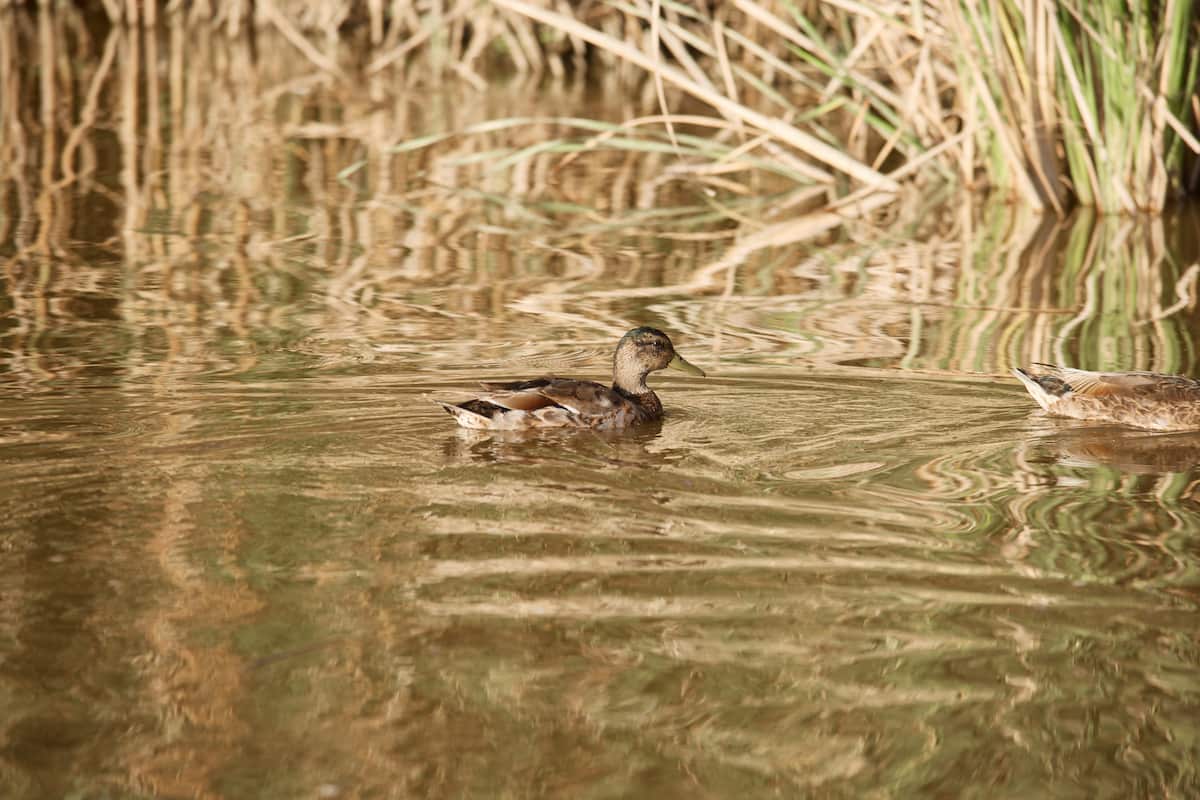 Celebra el Día Europeo de los Parques Naturales en València