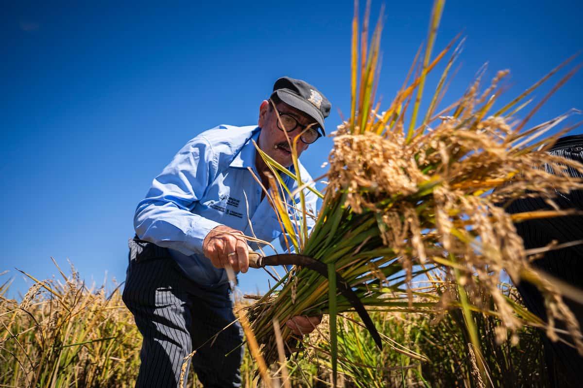 Fiesta de la Siega 2025 en València