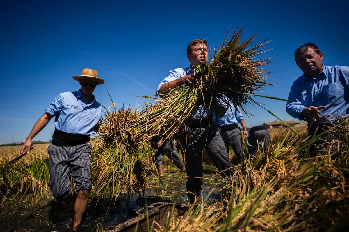 Fiesta de la Siega 2025 en València