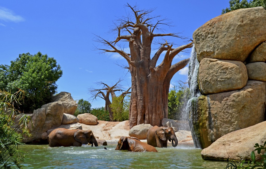 safari animales valencia