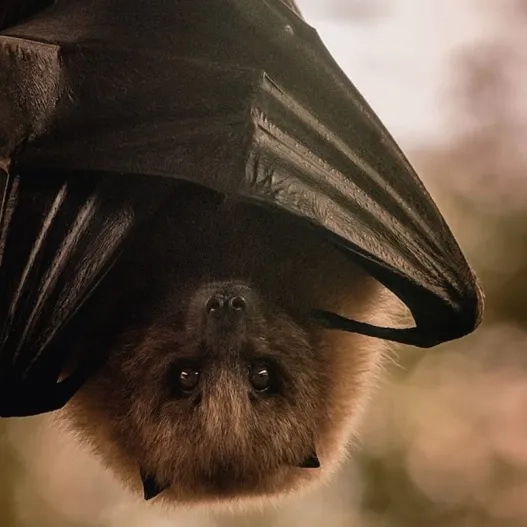«Bat Night»: la noche de los murciélagos en BIOPARC València