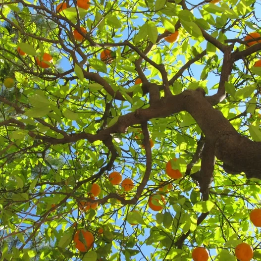 árbol de naranjas 