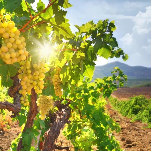 Uvas