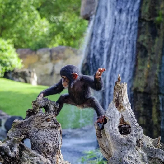 Bioparc mono