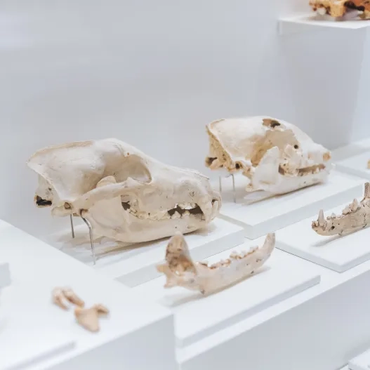 museo esqueletos 