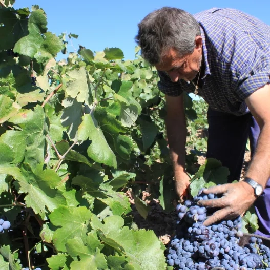 viñedos