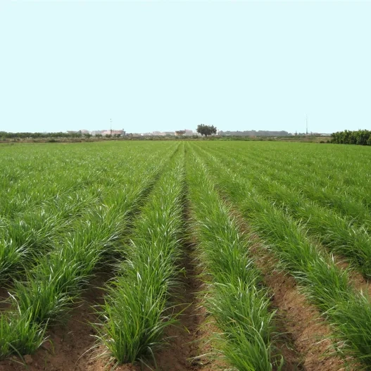 Campo de Chufa