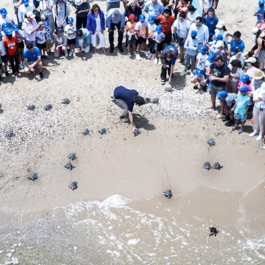 Suelta de tortugas València