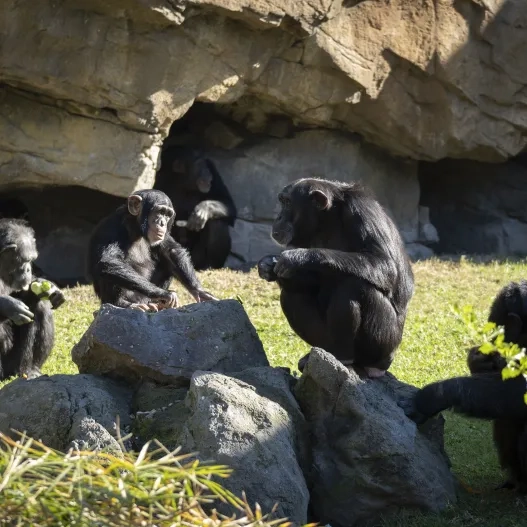 Chimpances Bioparc Valencia