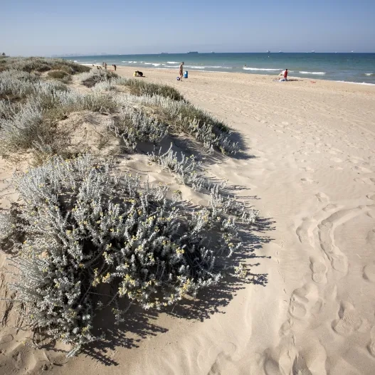 Playa de l'Arbre del Gos