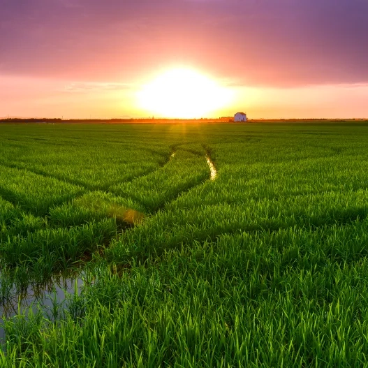 Albufera de Valencia
