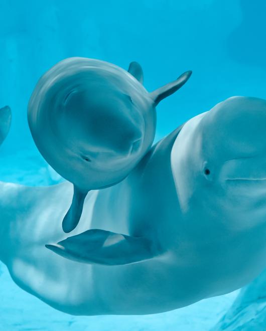 Oceanografic Valéncia