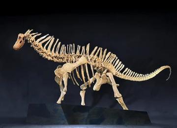 Exposición «Dinosaurios de la Patagonia» en València