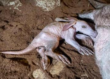 Ven a Bioparc a València esta Semana Santa