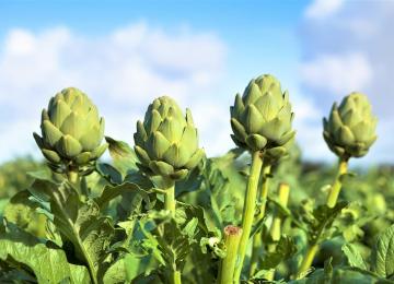 Fiesta de la alcachofa en València.