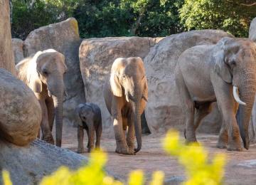 Promoción especial de noviembre en Bioparc València