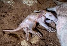 Ven a Bioparc a València esta Semana Santa