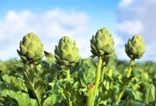 Fiesta de la alcachofa en València.