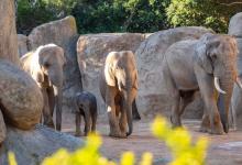 Promoción especial de noviembre en Bioparc València