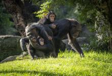 Ven a conocer al nuevo chimpancé de BIOPARC València
