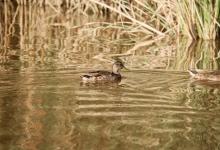 Celebra el Día de los Humedales en L’Albufera de València
