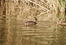 Celebra el Día Europeo de los Parques Naturales en València